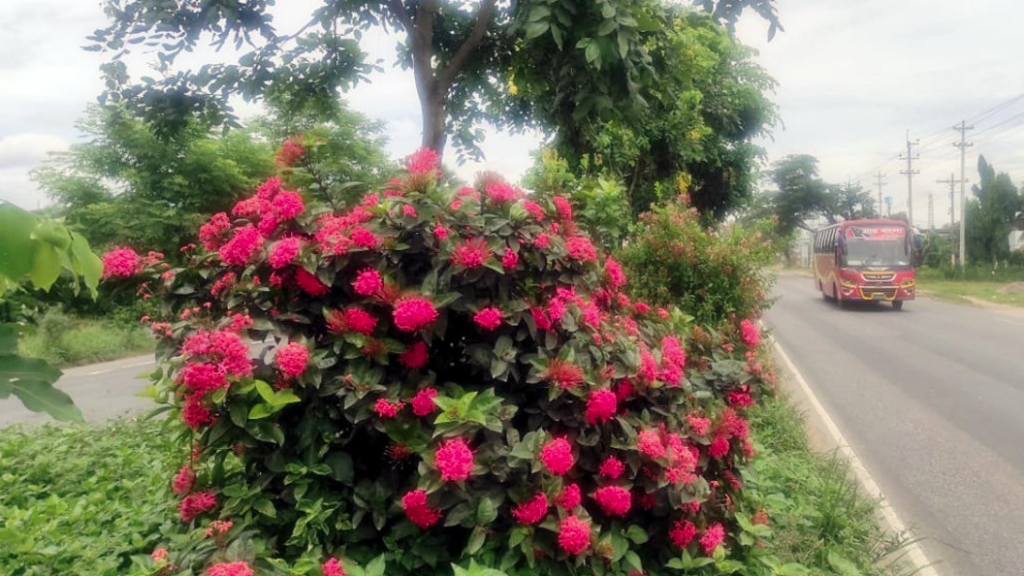 ঢাকা-চট্টগ্রাম মহাসড়ক ডিভাইডারে ফুলের সৌন্দর্য