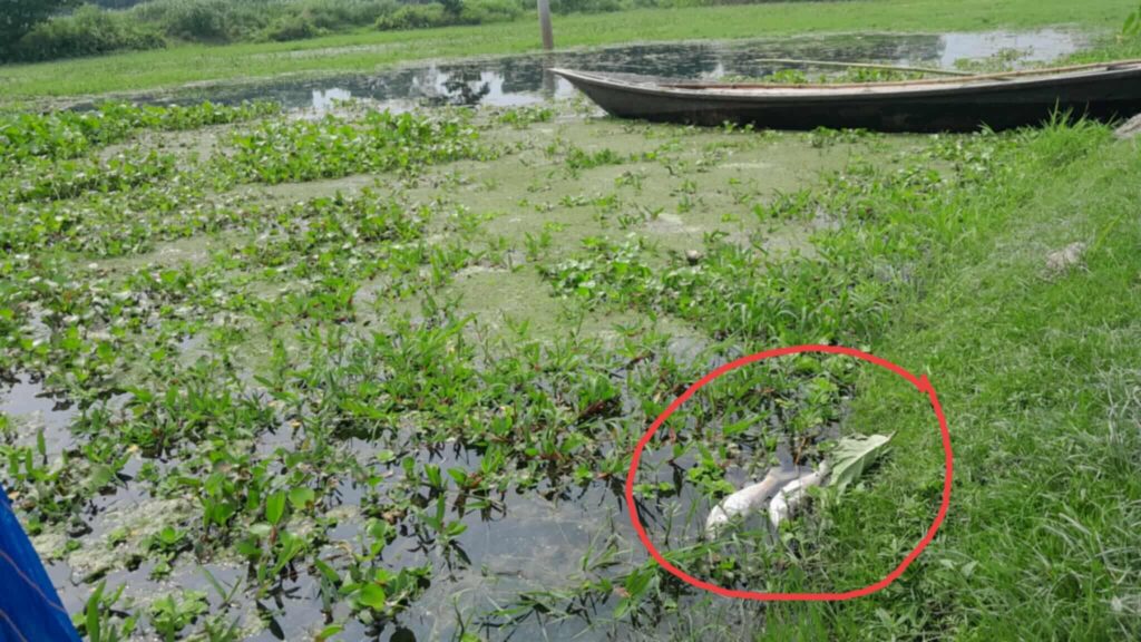 বেলকুচিতে অবৈধ প্রসেস মিলের দূষিত বর্জ্যে ভেসে উঠছে মৃত মাছ