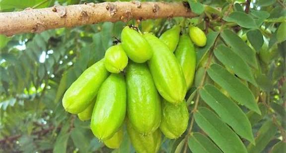 খনিজের ভান্ডার কামরাঙা