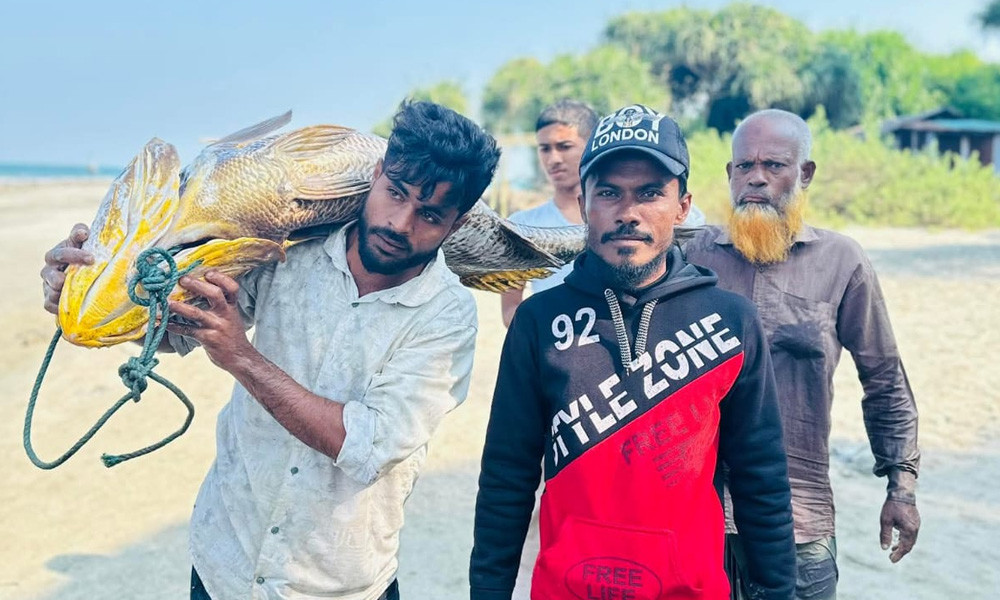 সেন্ট মার্টিনে ধরা পড়ল ৩৩ কেজির কালো পোপা, দাম ৭ লাখ