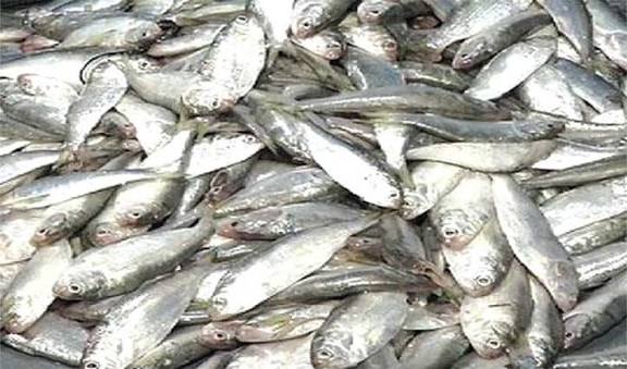 আজ থেকে ৮ মাস জাটকা শিকারে নিষেধাজ্ঞা কার্যকর