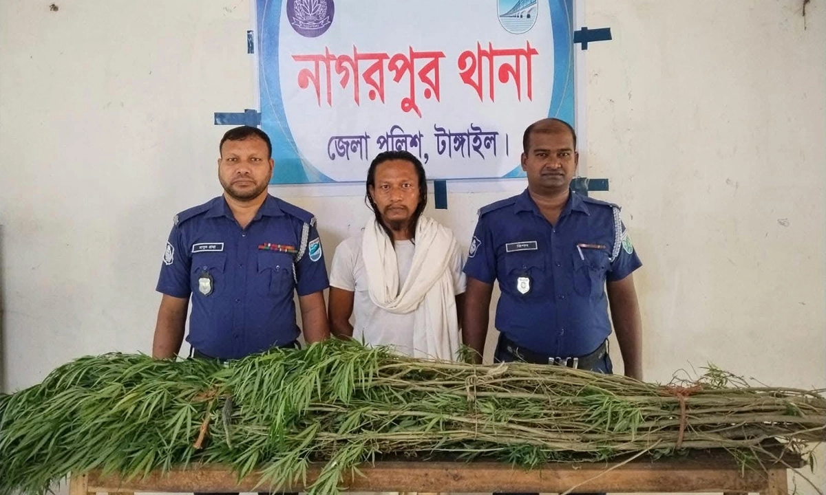 নাগরপুরে ৫ গাঁজা গাছসহ মাদক কারবারি গ্রেপ্তার